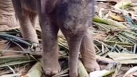 The baby elephant