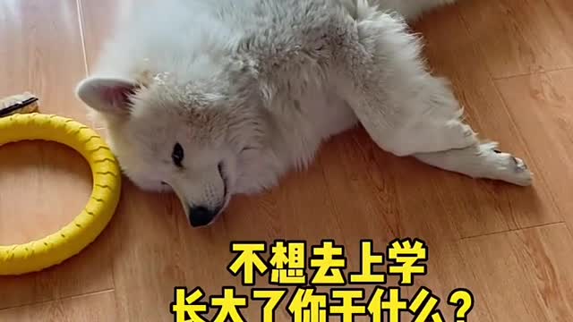 Another day of confession Samoyed jam