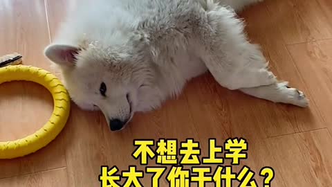 Another day of confession Samoyed jam