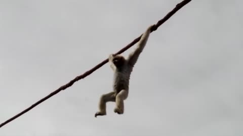 monkey poops on crowd