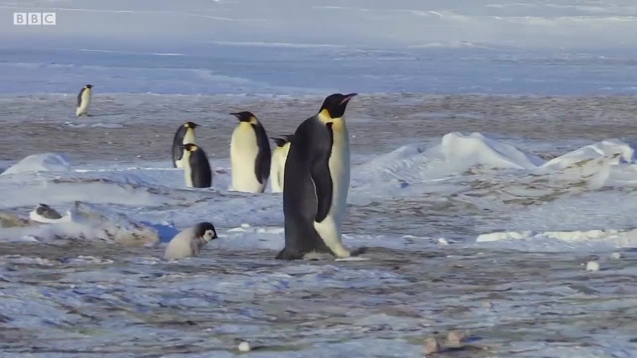 Baby Penguin Tries To Make Friends | Snow Chick: A Penguin's Tale | BBC Earth