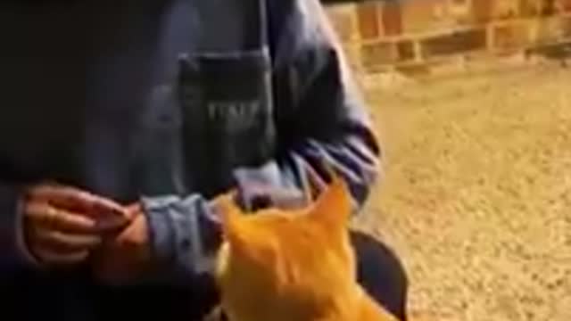 Funny Cat Video #shorts #trending