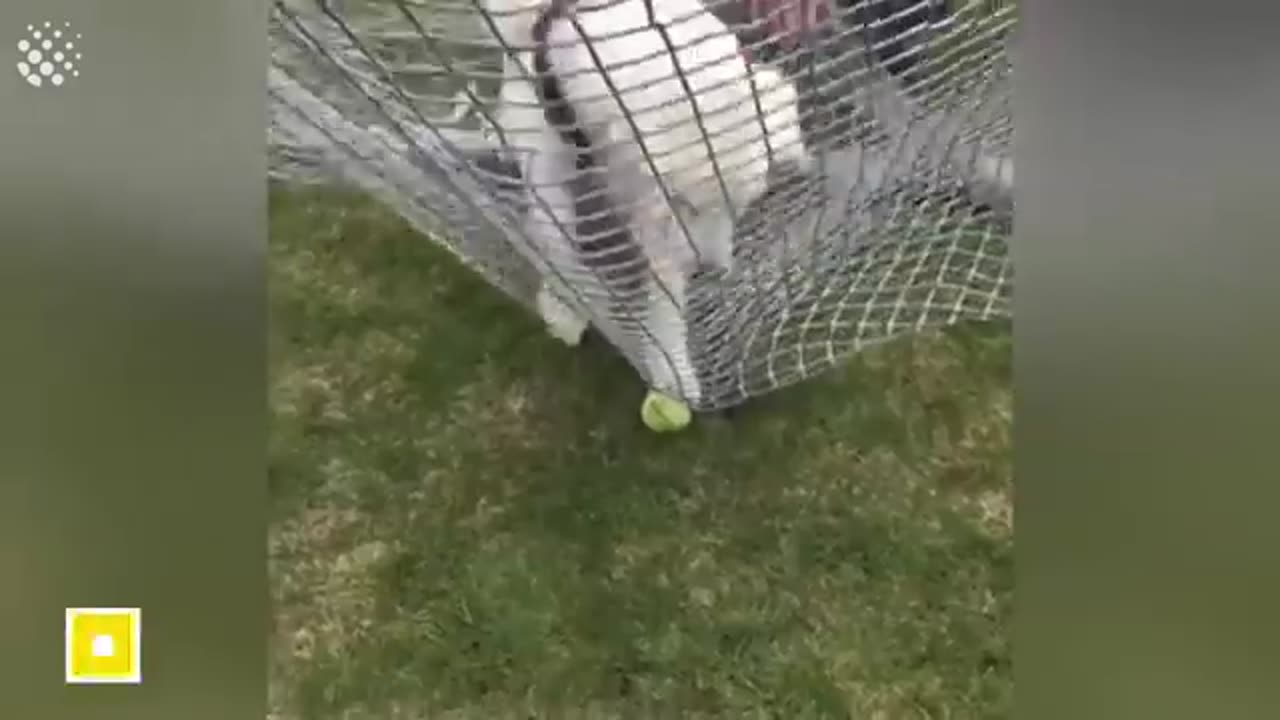 Animals comedy videos how funny they are 😁😁😁