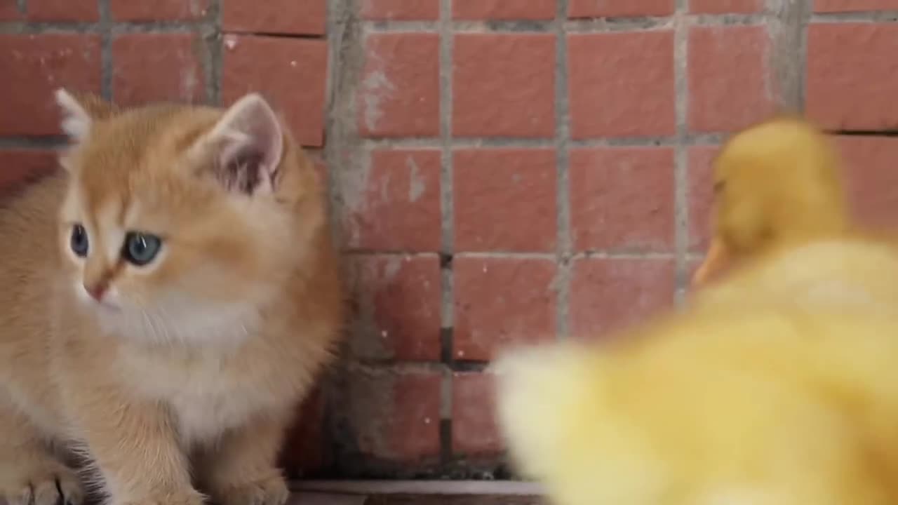 The kitten freed the captive duckling from its house.