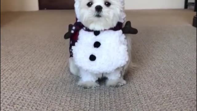 Would you dress your dog like this?