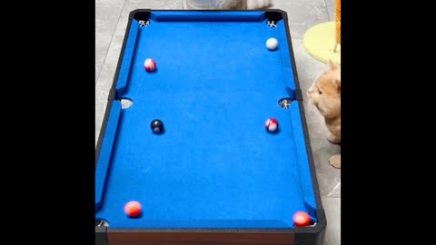 Cute animal video