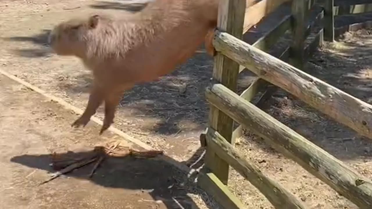 Capybara🤣