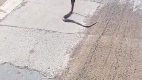 Snake attack 😱😱😱