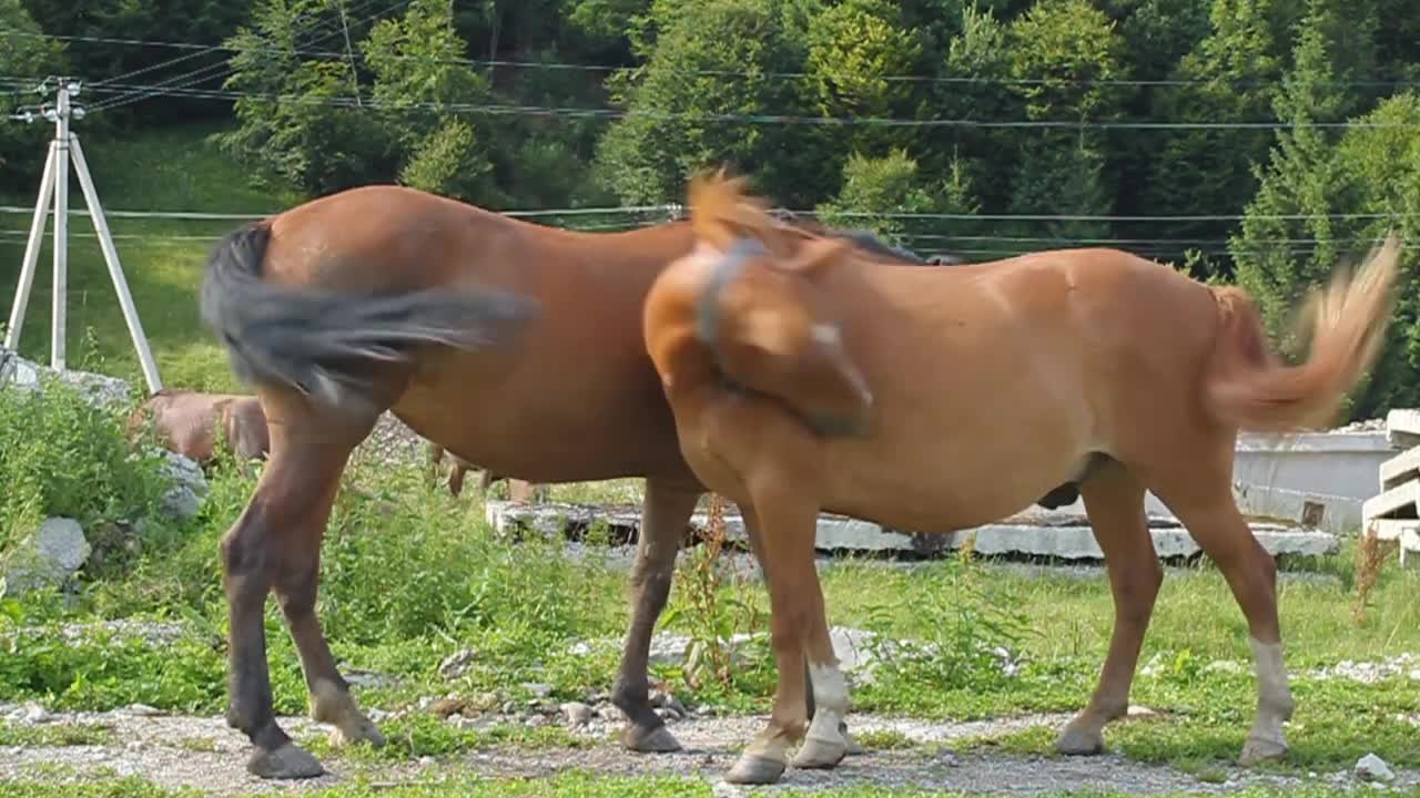 animais selvagens belos animais fatos sobre raças de cavalos e zebras