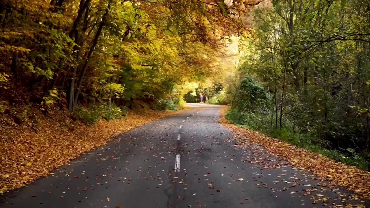 Colorful leaves that kiss the earth in autumn🍁🍂❤️🌎