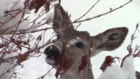 Deer Wildlife Animal Mammal Nature Doe Snowing