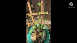 Growing My Morning Glories