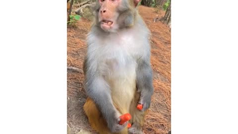 Lovely animals