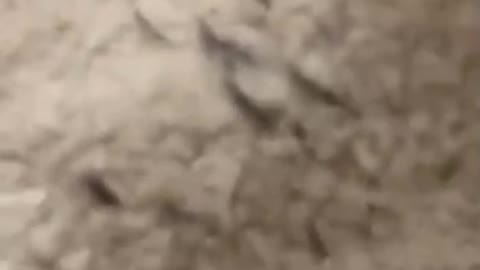 using a neodymium magnet (powerful little) to find graphene hidden in your food