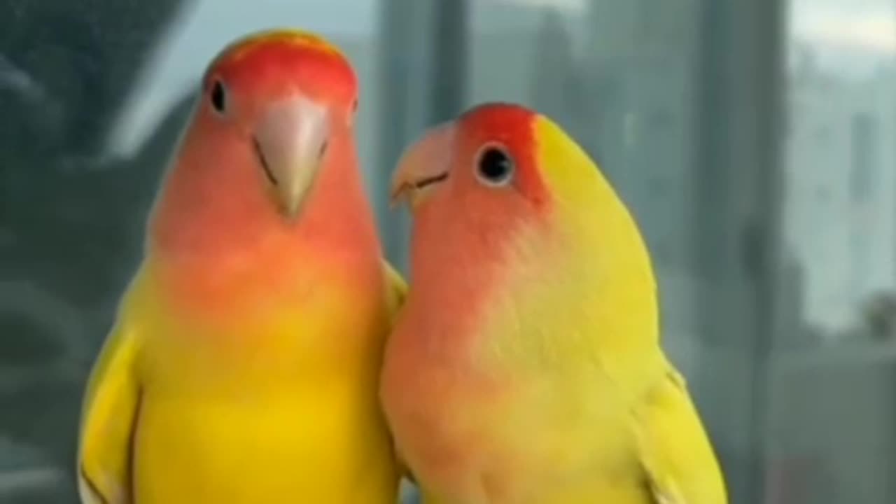 Love Bird