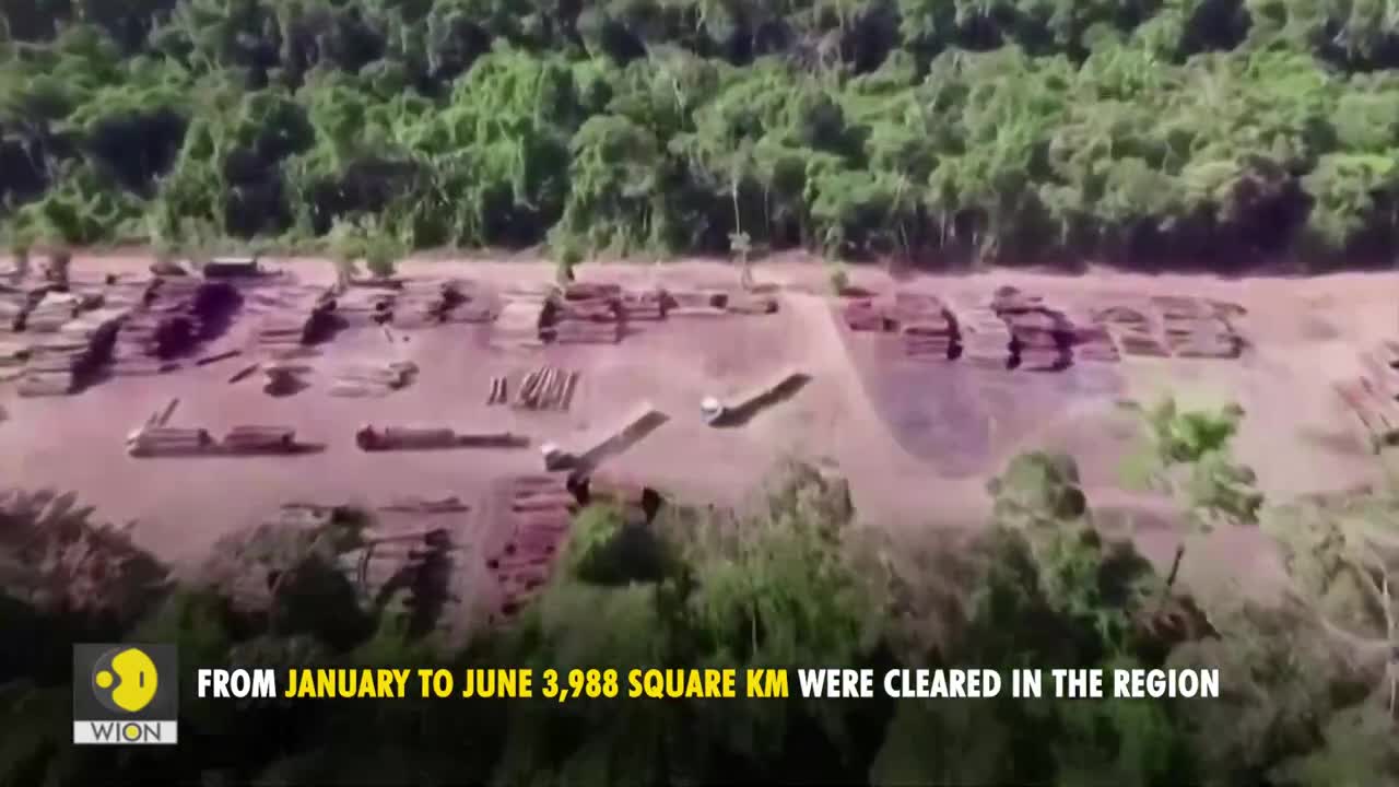 Deforestation in Brazil's Amazon hits record | WION Originals | World News