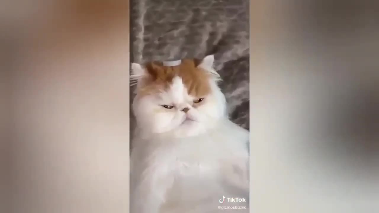 sleepy cat