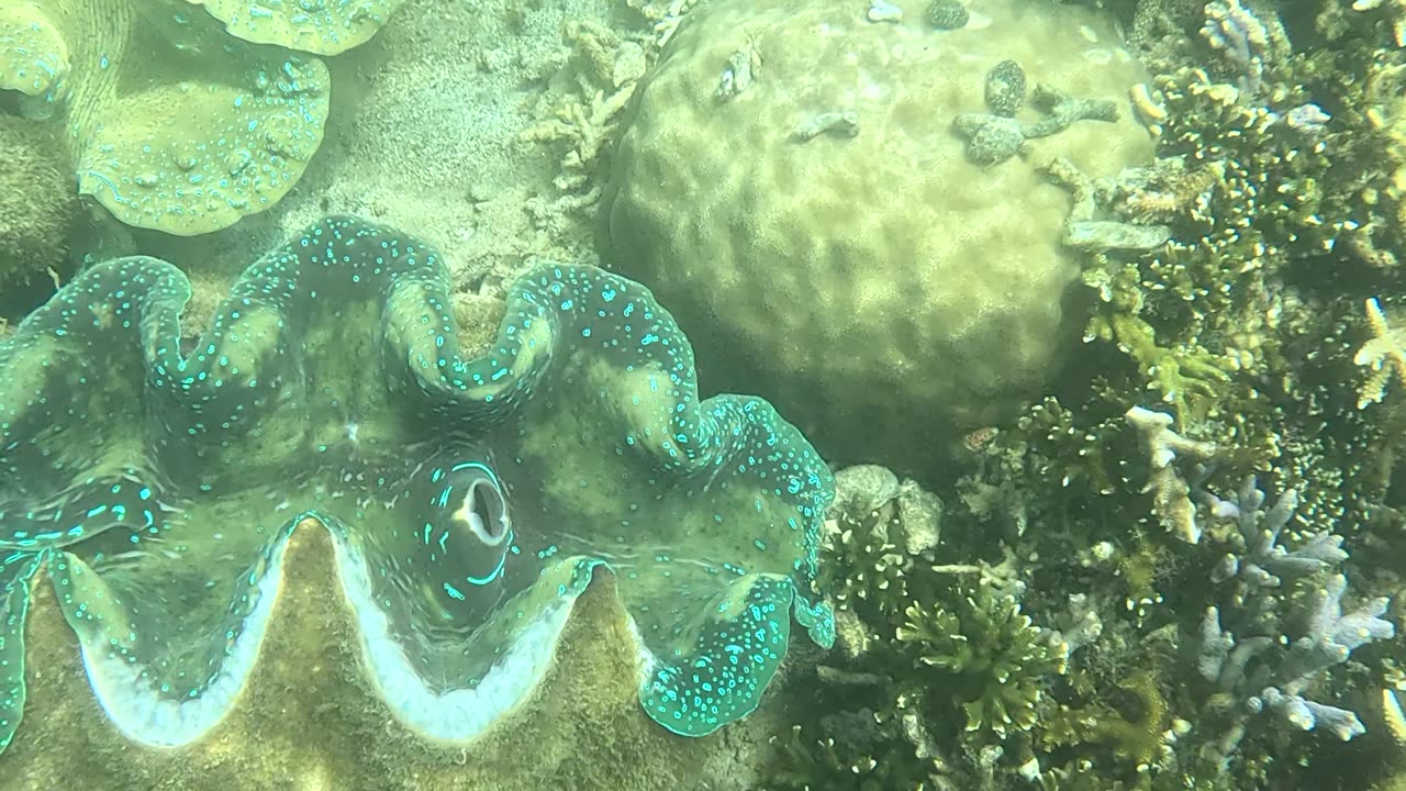 Snorkeling Adventures Philippines. Giant Clams!!!