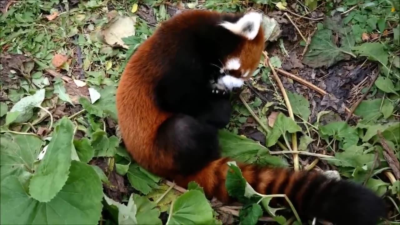 Most Adorable Red Panda - CUTEST Compilation