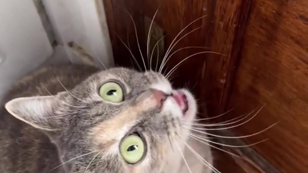 Funny cat