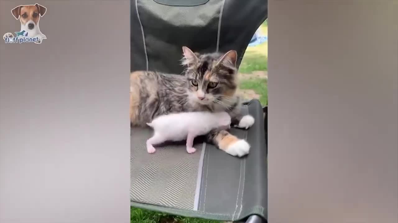 Can You Keep A Straight Face Watching These Pets? Try it๐