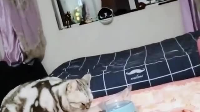 Get up and cook,cat