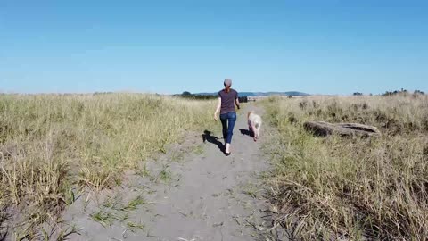 Lovely 🥰 dog 🐩 videos