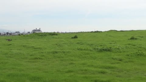 Hayward, CA — Hayward Regional Shoreline #1