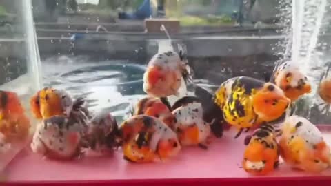 The most beautiful Calico Ranchu goldfish collection-11