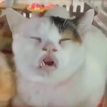 Beautiful clips dogs