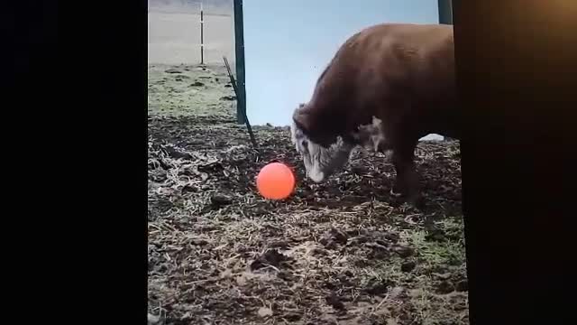 Bud, the ball playing bull