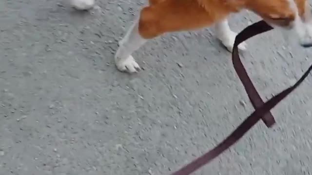Street dog love pet Dog 🥰