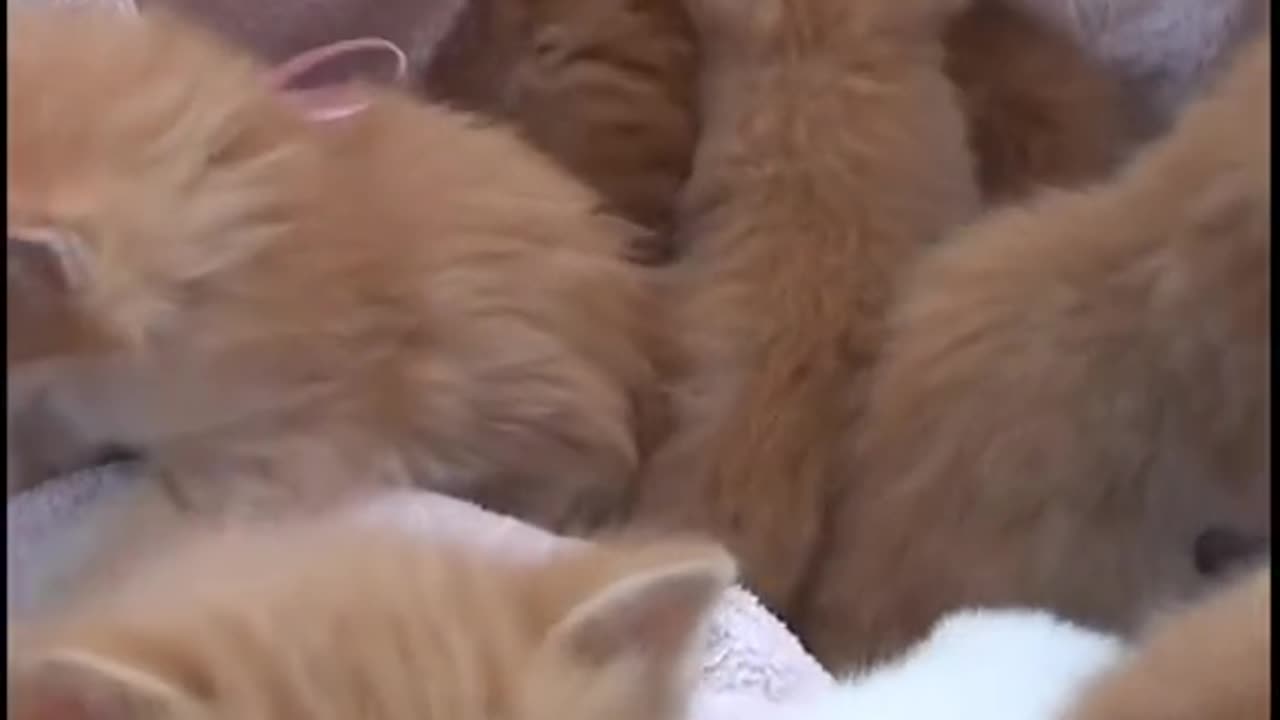"Adorable Kittens Singing the Meow Symphony"