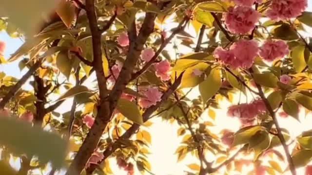 All things are sunny and life is lovely