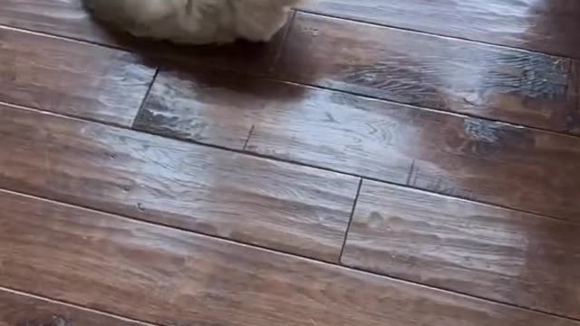 So playful, he wants this nonstop