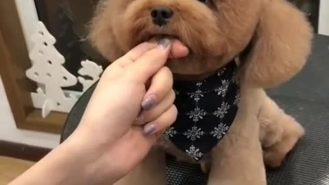 Cute Dog Video