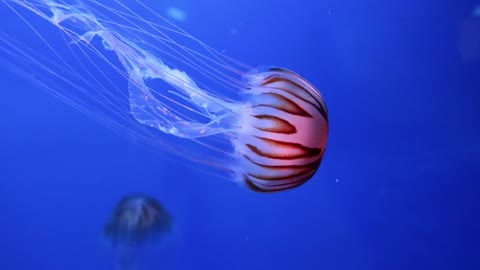 jellyfish