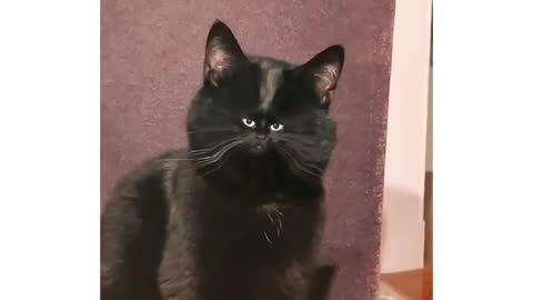 This animal is very cute and can make everyone happy when they see it