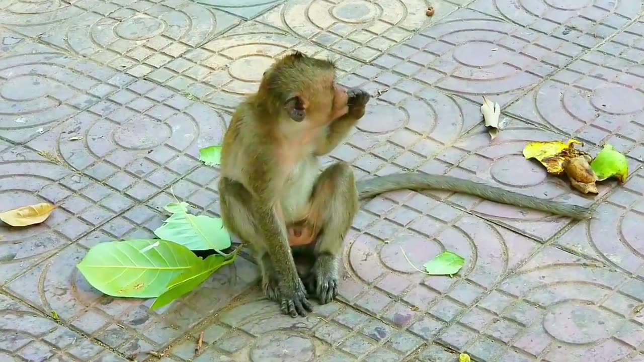 AWW New Funny Videos 20223 Cutest animals Doing Funny Things monkey