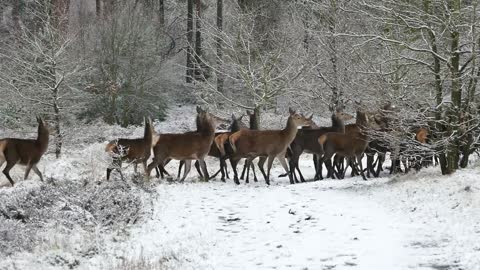 A herd of deer.