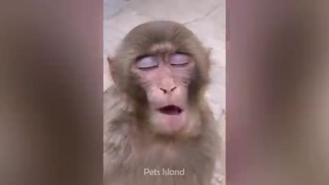 Monkey funny face videos