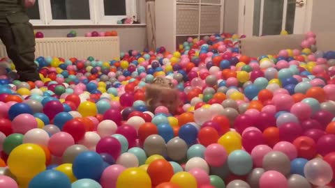 50,000 Ball Pit! Baby Girl Comes Home To The Biggest Ever Surprise! (This Is Crazy!!)