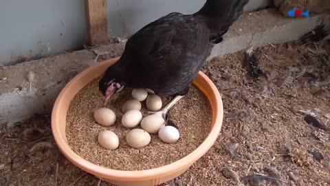 Amazing BORN "MURGI" Hatching Eggs in chaff to Chicks Born - Crazy Hen Harvesting Eggs to chiicks-10