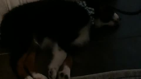 He’s sleeping ￼