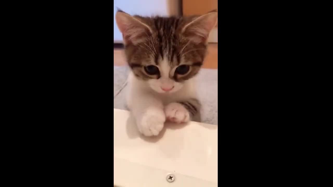 Cute and cute little milk cat