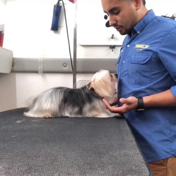 Graban a escondidas a un peluquero con un inocente perrito que "gritaba"