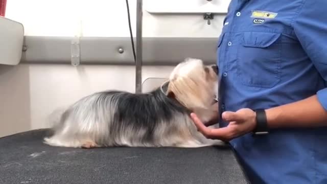 Graban a escondidas a un peluquero con un inocente perrito que "gritaba"