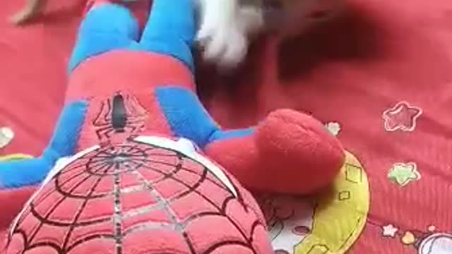 Kitten is playing with spiderman 🥰