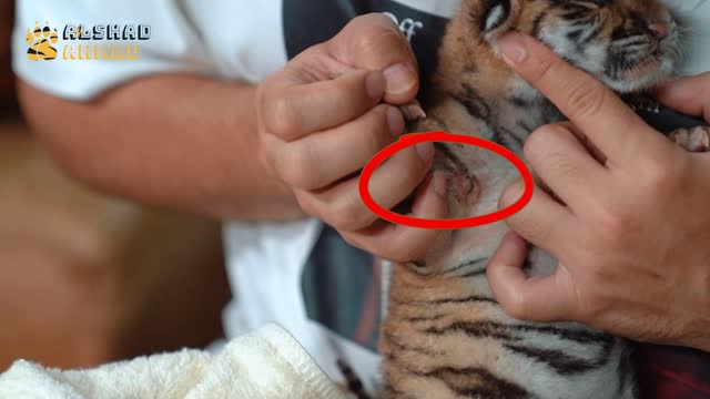 LEARN HOW TO CARE FOR A 3-DAY BABY TIGER!