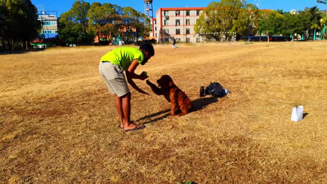 The dog is playing with his friend